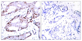 AP-1/Jun D rabbit pAb Antibody