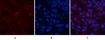 AP-1 rabbit pAb Antibody