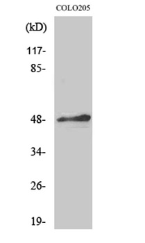 AP-2α/β rabbit pAb Antibody