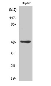 AP-2γ rabbit pAb Antibody