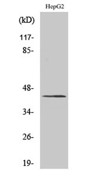 APBA2BP rabbit pAb Antibody