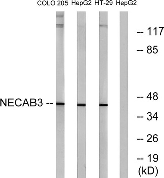 APBA2BP rabbit pAb Antibody
