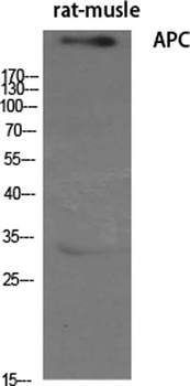 APC rabbit pAb Antibody