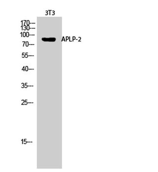APLP-2 rabbit pAb Antibody