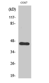 APOBEC3D/F rabbit pAb Antibody