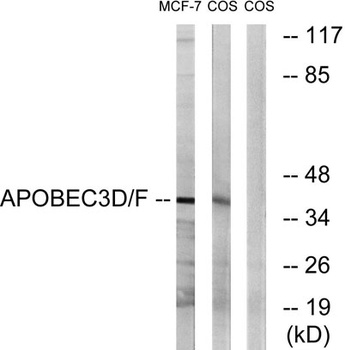 APOBEC3D/F rabbit pAb Antibody