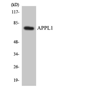 APPL1 rabbit pAb Antibody