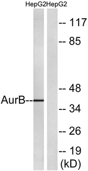 ARK-2 rabbit pAb Antibody
