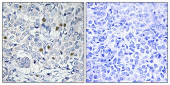 ARP-1 rabbit pAb Antibody