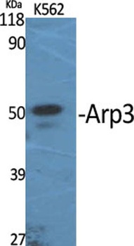 Arp3 rabbit pAb Antibody
