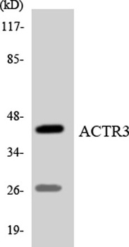 Arp3 rabbit pAb Antibody
