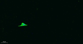 Arrdc1 rabbit pAb Antibody