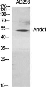 Arrdc1 rabbit pAb Antibody