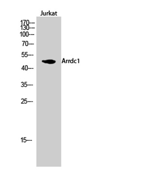 Arrdc1 rabbit pAb Antibody