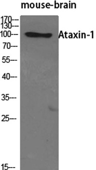 Ataxin-1 rabbit pAb Antibody