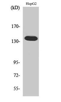 Ataxin-2 rabbit pAb Antibody