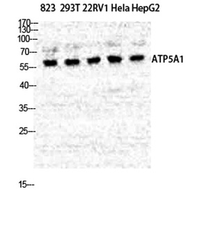 ATP5A rabbit pAb Antibody