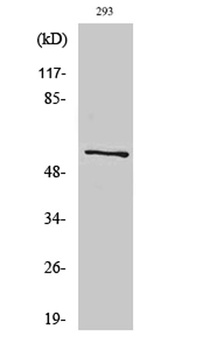 ATP5A rabbit pAb Antibody