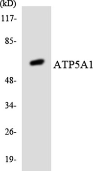 ATP5A rabbit pAb Antibody
