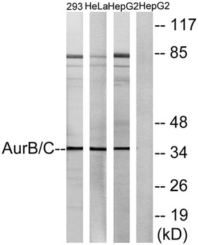 AurB/C rabbit pAb Antibody