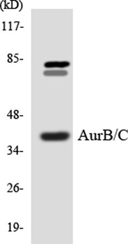 AurB/C rabbit pAb Antibody