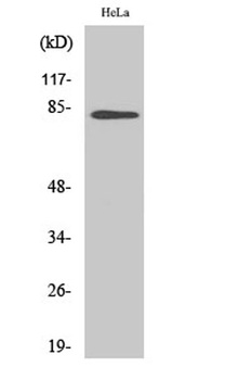 BACH1 rabbit pAb Antibody