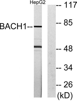BACH1 rabbit pAb Antibody