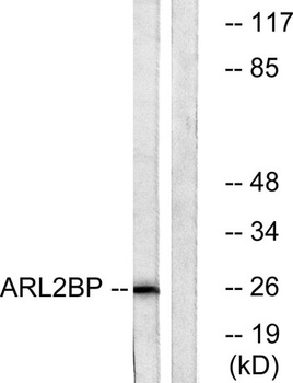 BART1 rabbit pAb Antibody