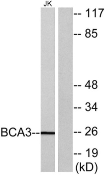 BCA3 rabbit pAb Antibody