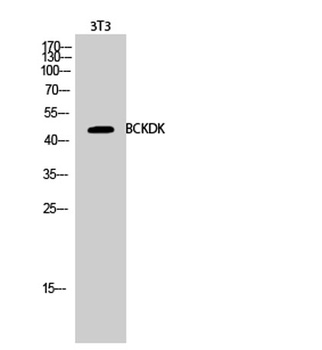 BCKDK rabbit pAb Antibody