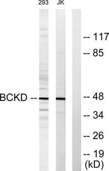 BCKDK rabbit pAb Antibody