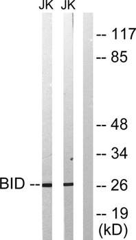 BID rabbit pAb
