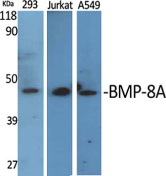 BMP-8A rabbit pAb Antibody