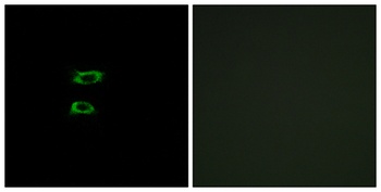 BMP-8A rabbit pAb Antibody