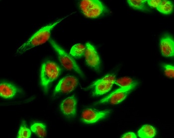 Brp44L rabbit pAb Antibody