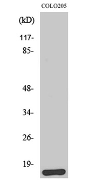 Brp44L rabbit pAb Antibody