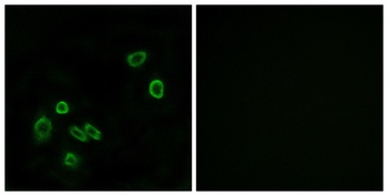 Brp44L rabbit pAb Antibody
