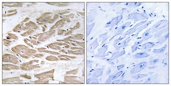 Brp44L rabbit pAb Antibody