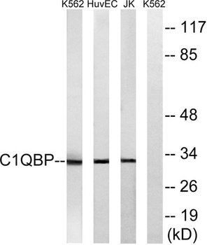 C1QBP rabbit pAb Antibody