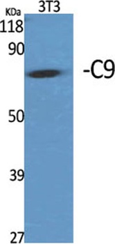 C9 rabbit pAb Antibody