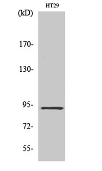 CAGE-1 rabbit pAb Antibody