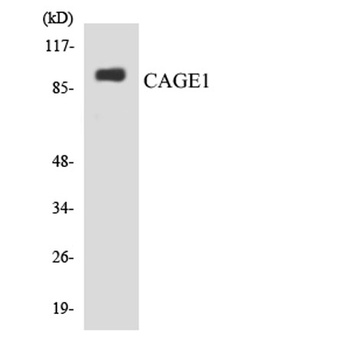 CAGE-1 rabbit pAb Antibody