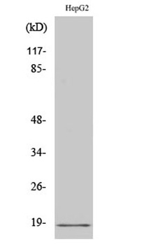 Calmodulin rabbit pAb Antibody