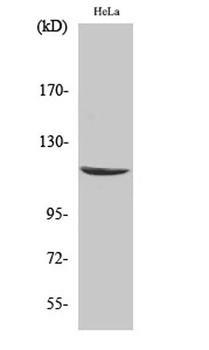 CARD 6 rabbit pAb Antibody
