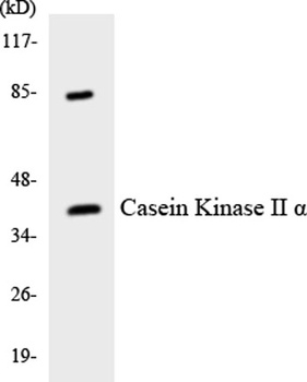Casein Kinase IIα rabbit pAb Antibody