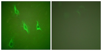Caspase-10 B/D rabbit pAb