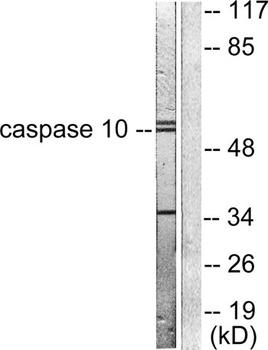 Caspase-10 B/D rabbit pAb