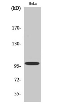 Catenin-α E/N rabbit pAb