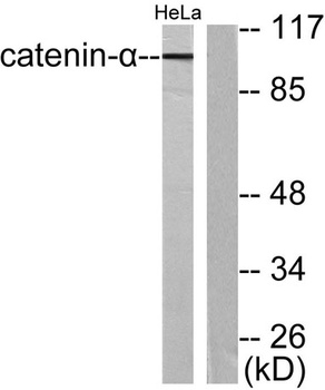 Catenin-α E/N rabbit pAb