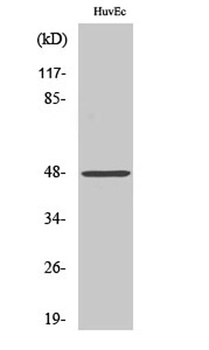 Cathepsin E rabbit pAb Antibody